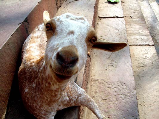 A goat at Fatehpur Sikri